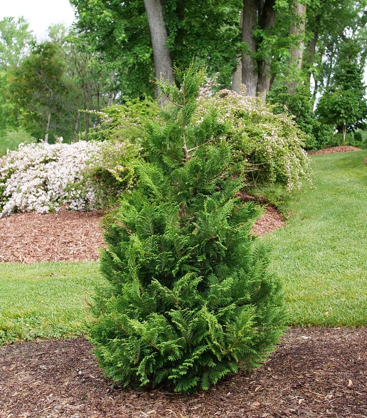 Chamaecyparis pisifera Cedar Rapids®