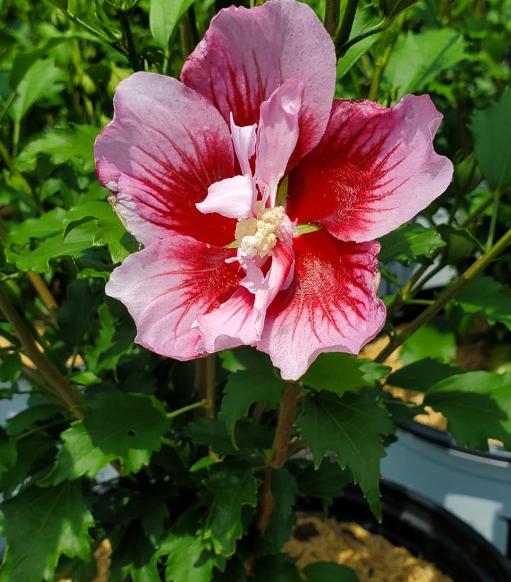 Hibiscus syriacus Red Pillar®