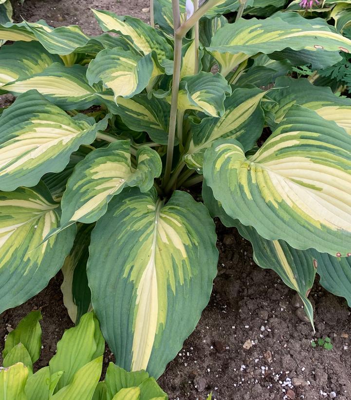 Hosta hybrid Shadowland® 'Love Story'