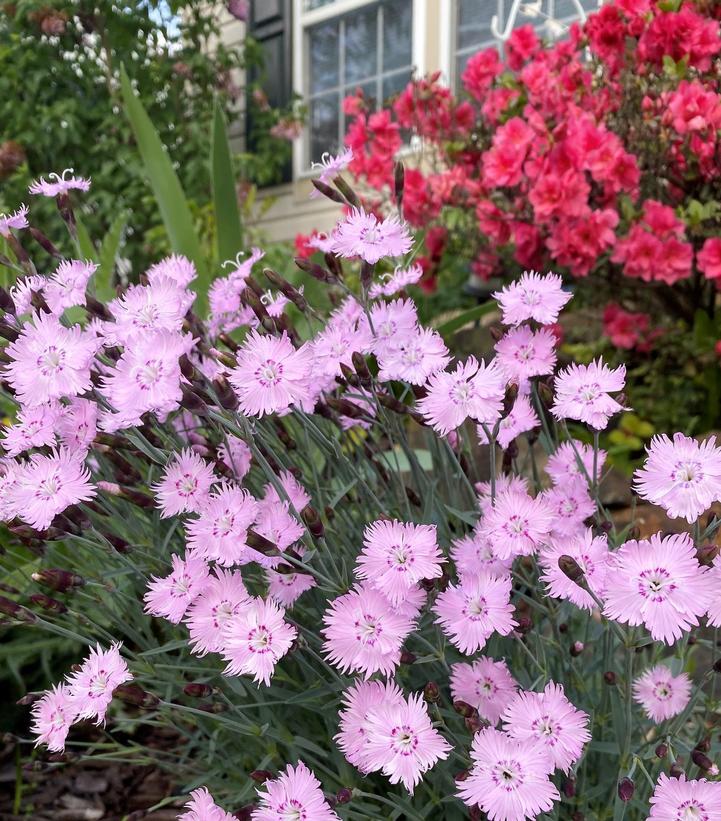 Dianthus gratianopolitanus 'Bath's Pink'