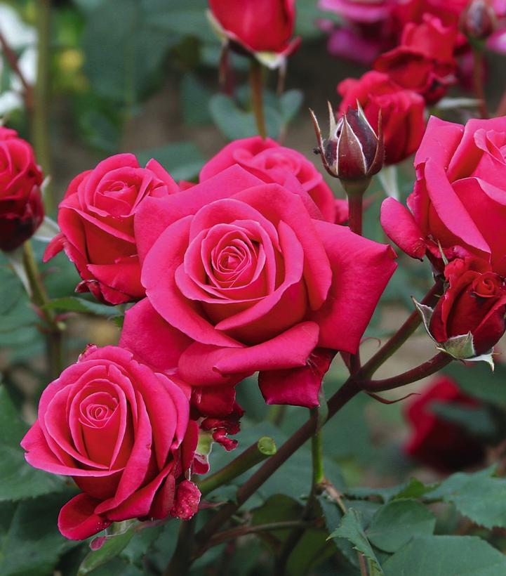 Rosa Showpiece™ Lipstick