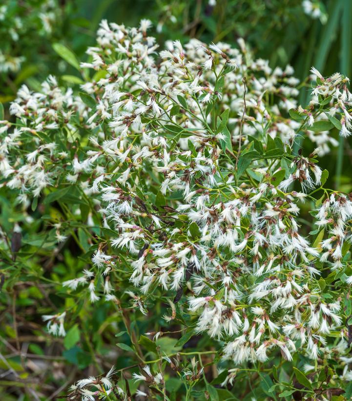 Baccharis halimifolia