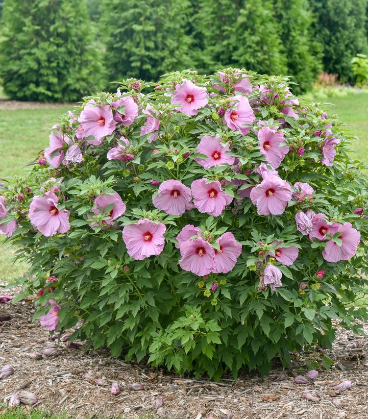 Hibiscus x Summerific® Lilac Crush