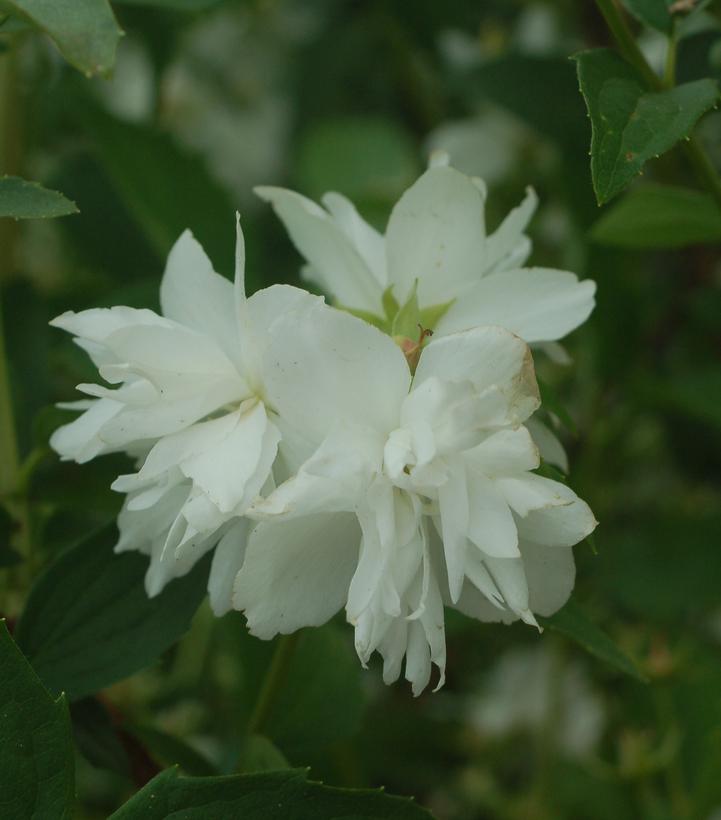 Philadelphus 'Buckley's Quill'