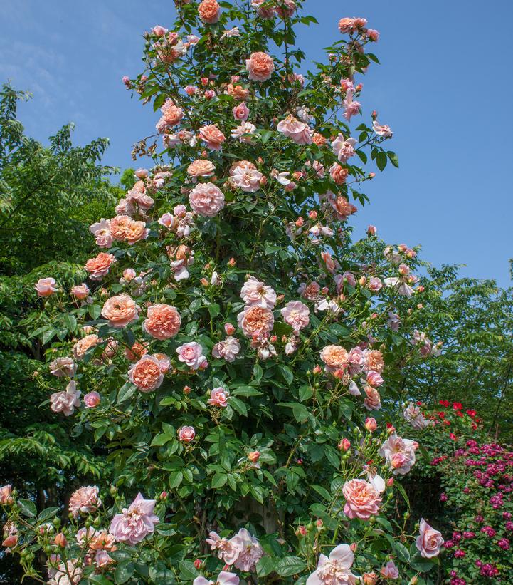 Image Credit: Star Roses and Plants