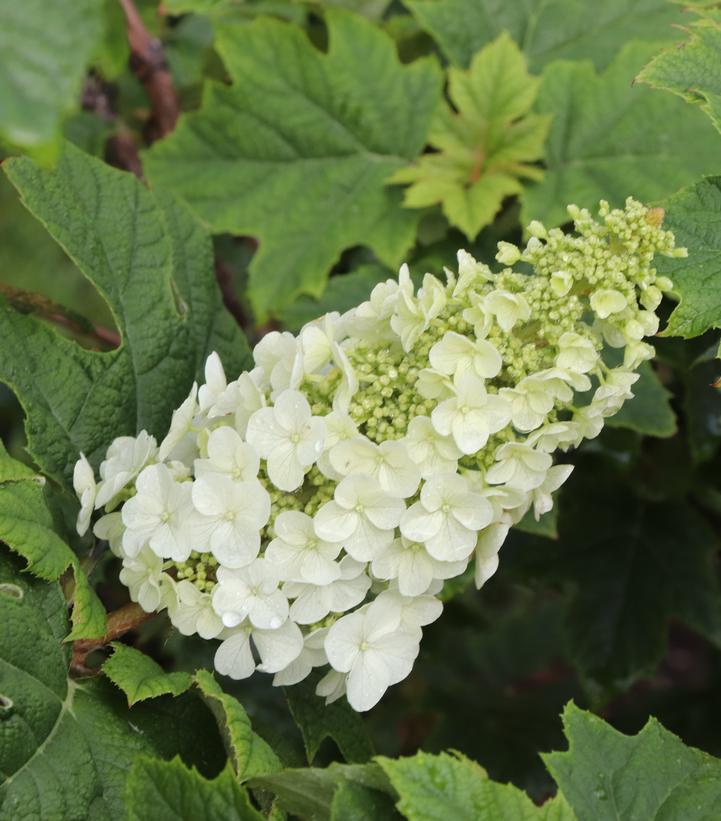 Image Credit: Spring Meadow Nursery