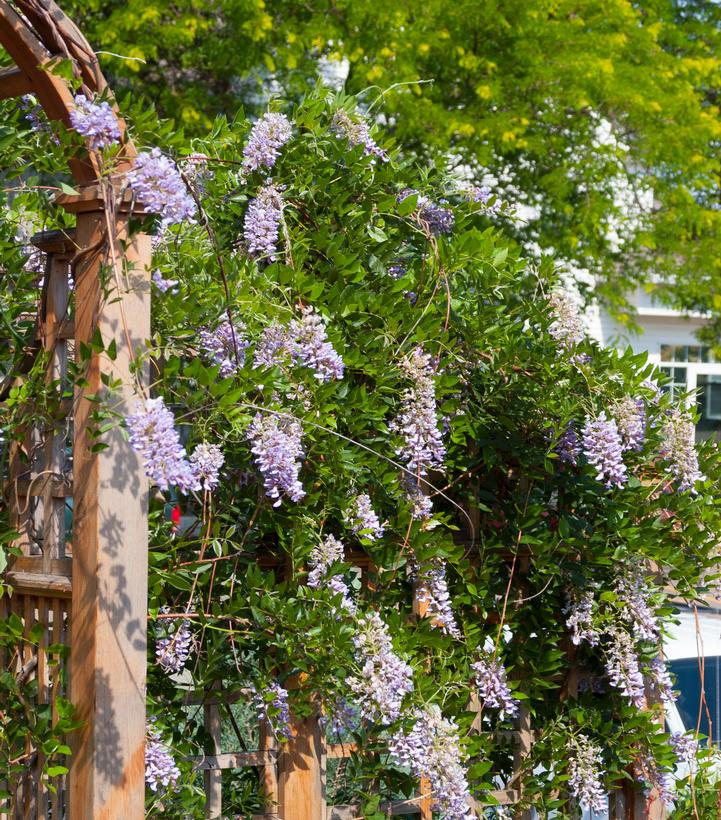 Image Credit: Bailey Nurseries