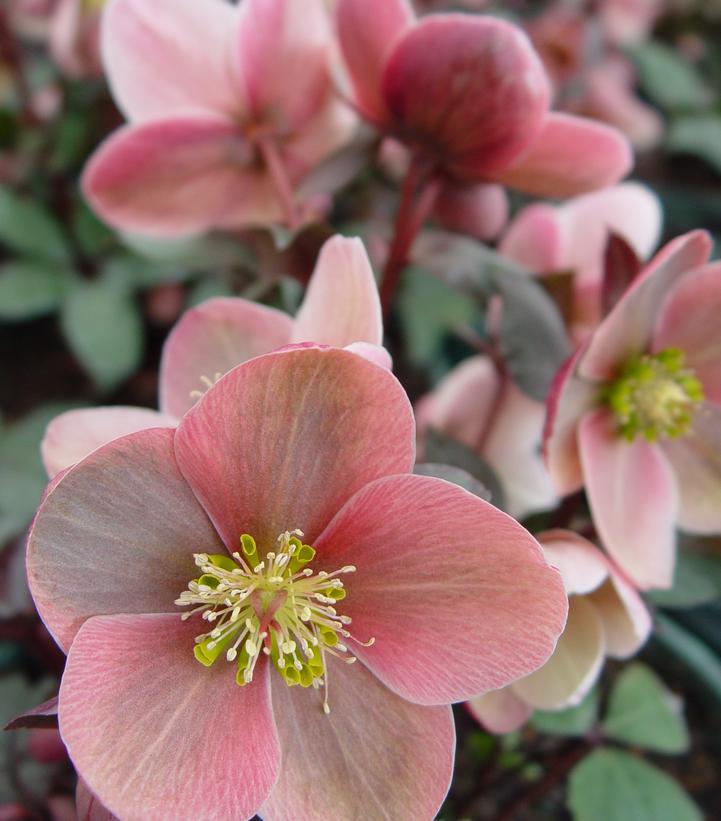 Image Credit: Prides Corner Farms