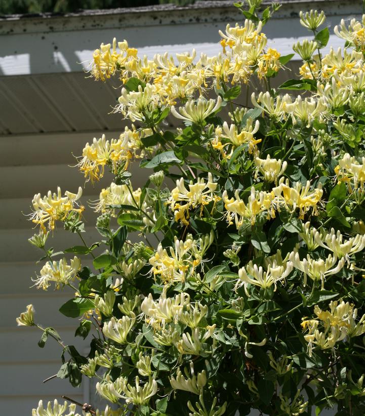 Image Credit: Spring Meadow Nursery