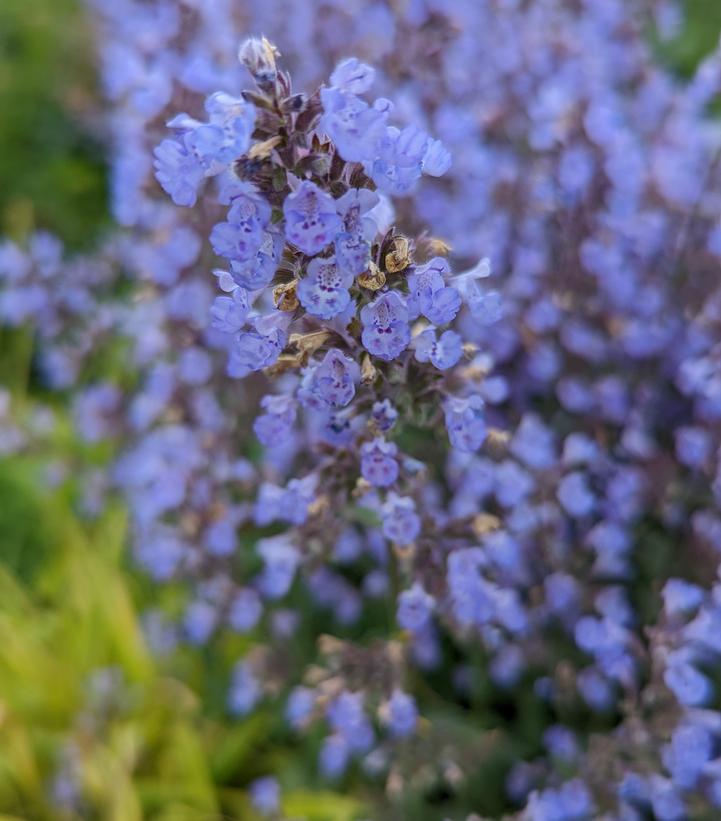 Image Credit: Prides Corner Farms