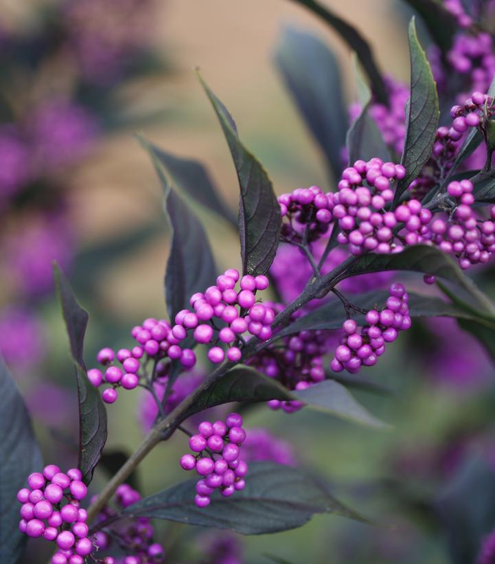 Image Credit: Spring Meadow Nurseries