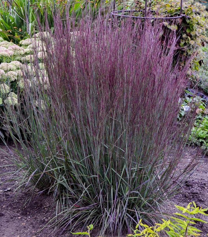 Image Credit: Walters Gardens