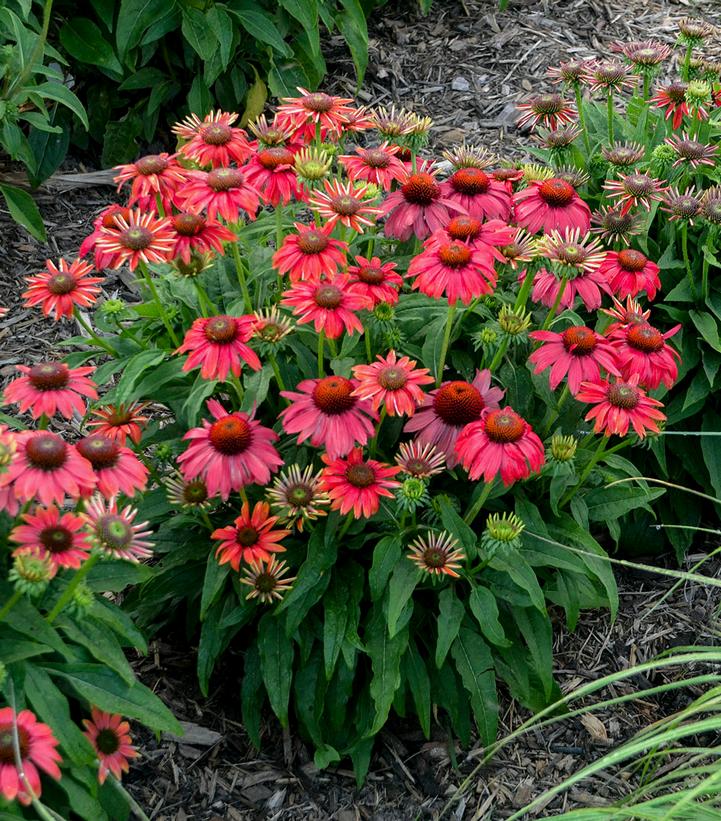 Image Credit: Walters Gardens