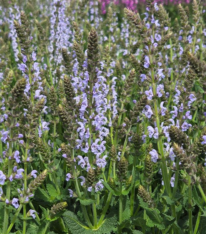 Image Credit: Prides Corner Farms