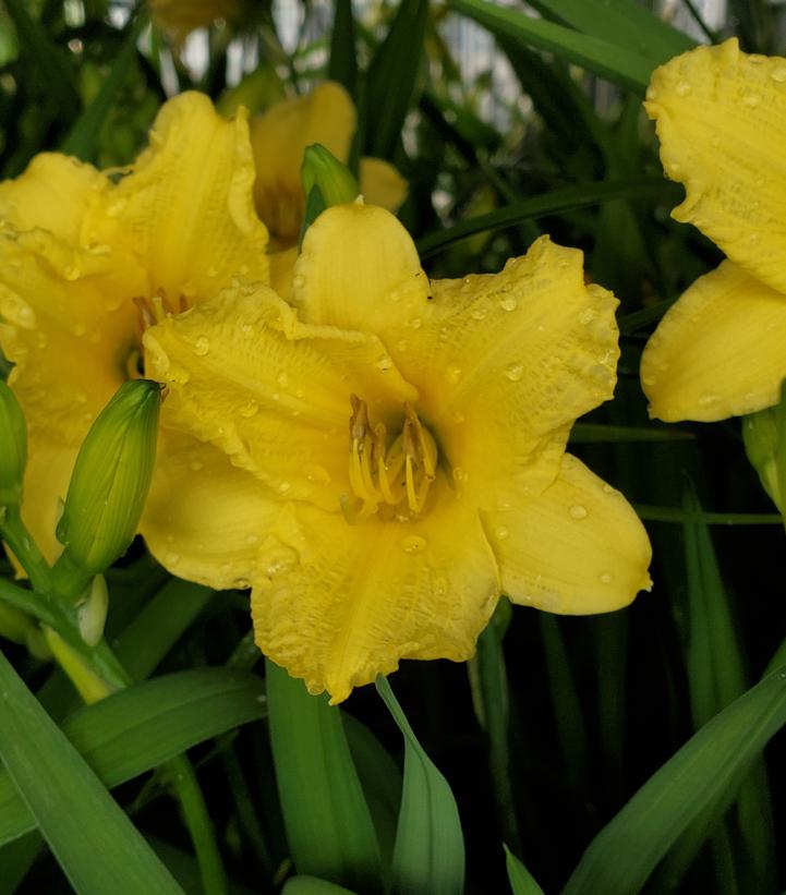 Image Credit: Prides Corner Farms