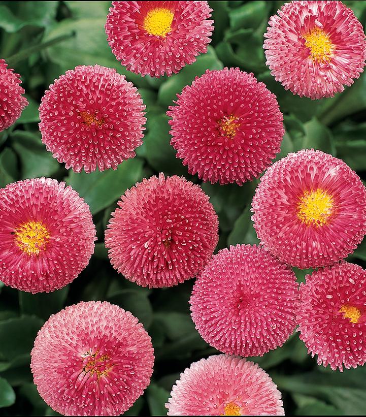 Image Credit: Ball Horticultural