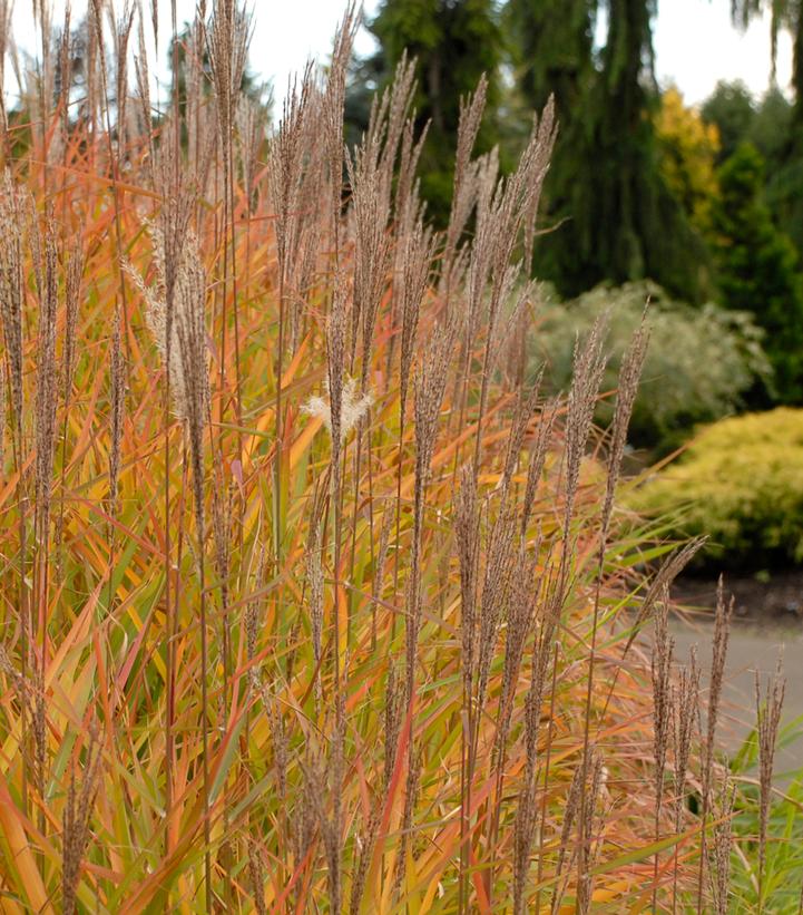 Image Credit: Walters Gardens