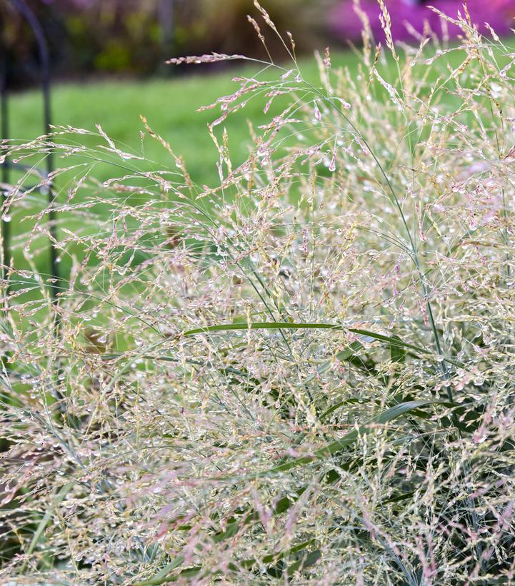 Image Credit: Walters Gardens