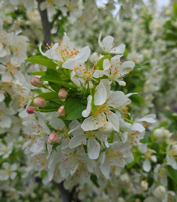 Image Credit: Prides Corner Farms