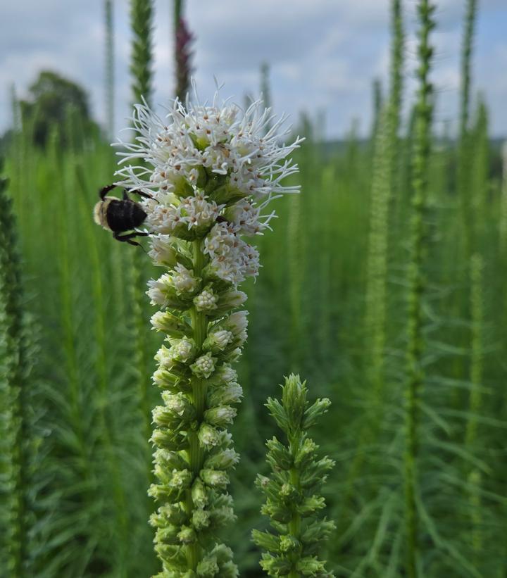Image Credit: Prides Corner Farms