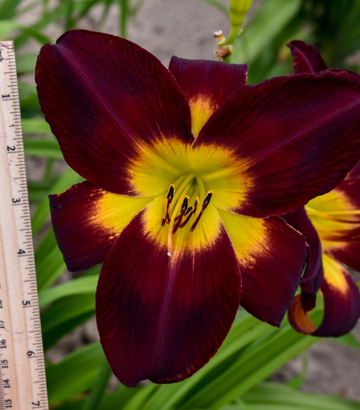 Image Credit: Walters Gardens