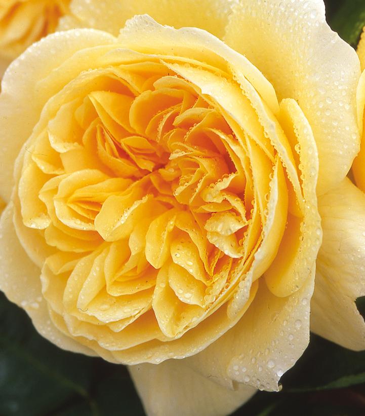 Image Credit: David Austin Roses