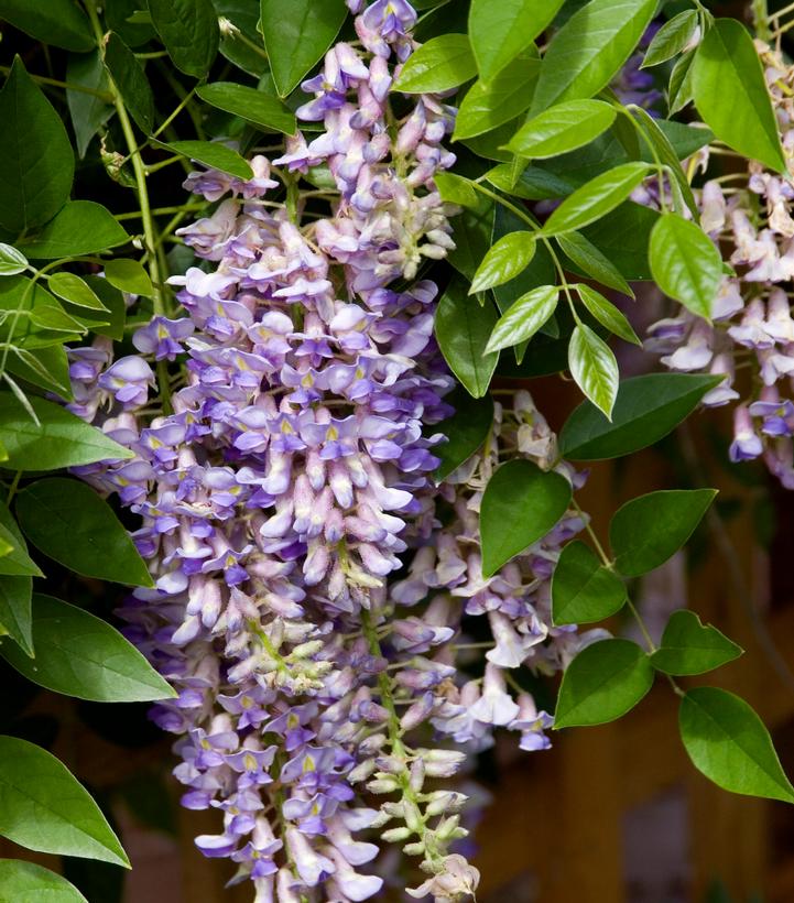 Image Credit: Bailey Nurseries