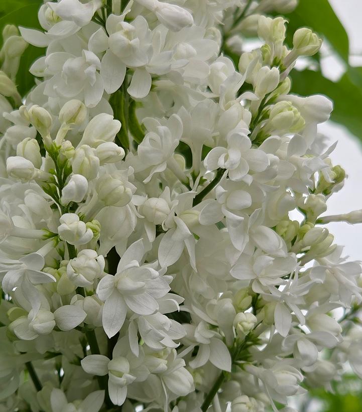 Image Credit: Prides Corner Farms