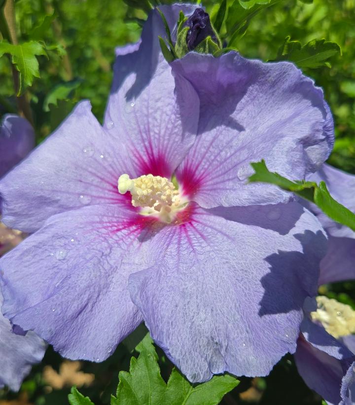 Image Credit: Prides Corner Farms