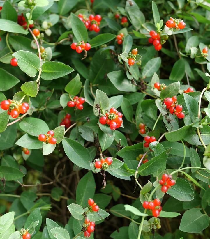 Image Credit: Spring Meadow Nursery