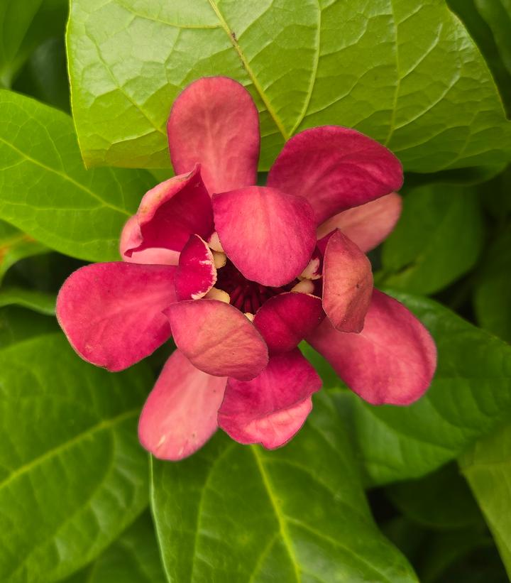 Image Credit: Prides Corner Farms