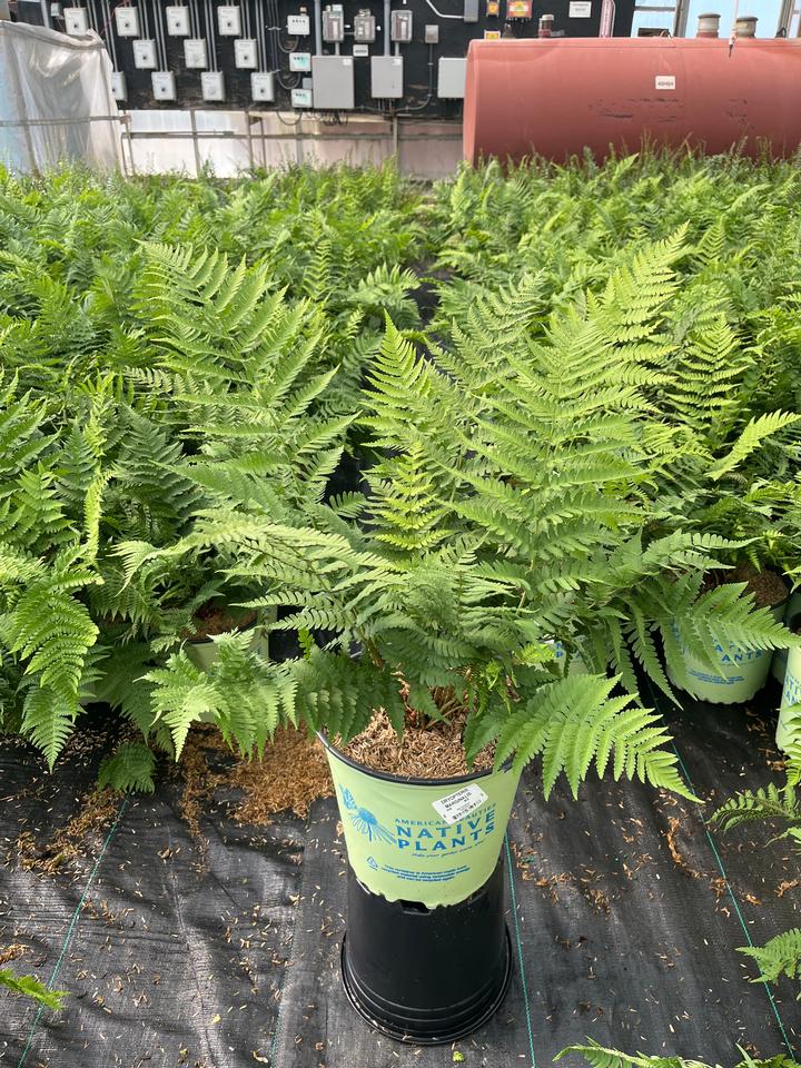 Dryopteris marginalis
