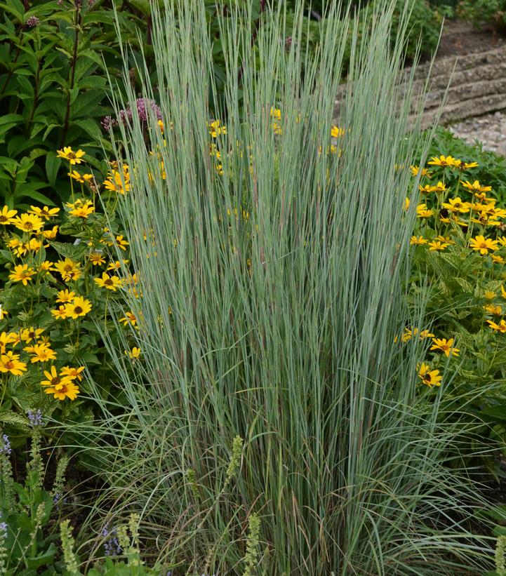 Image Credit: Walters Gardens