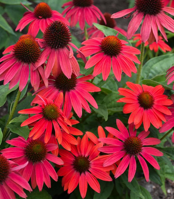 Image Credit: Walters Gardens