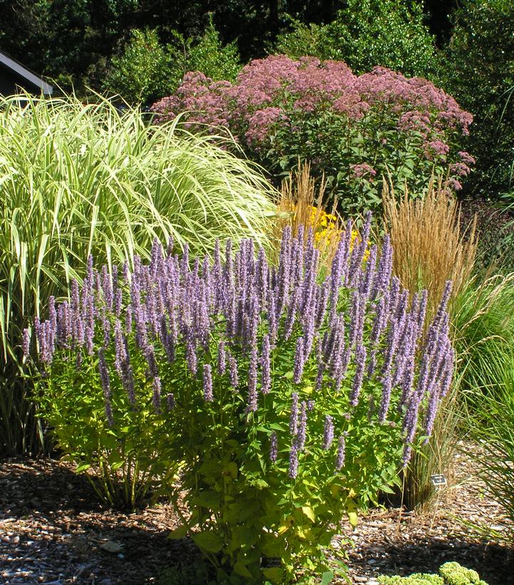 Image Credit: Walters Gardens