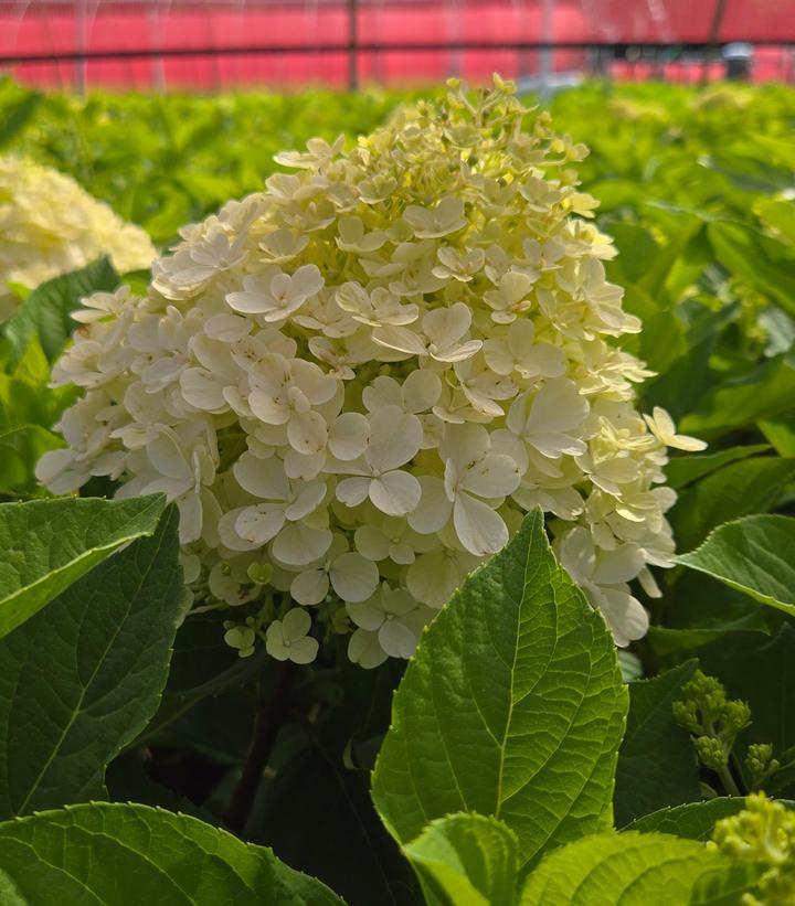 Image Credit: Prides Corner Farms