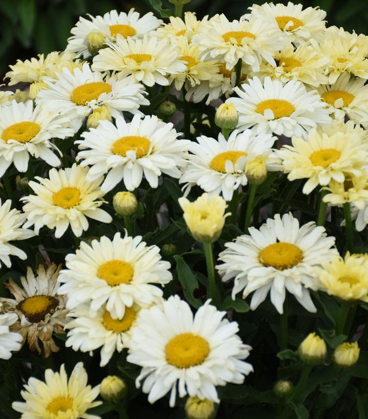 Image courtesy of Walters Gardens