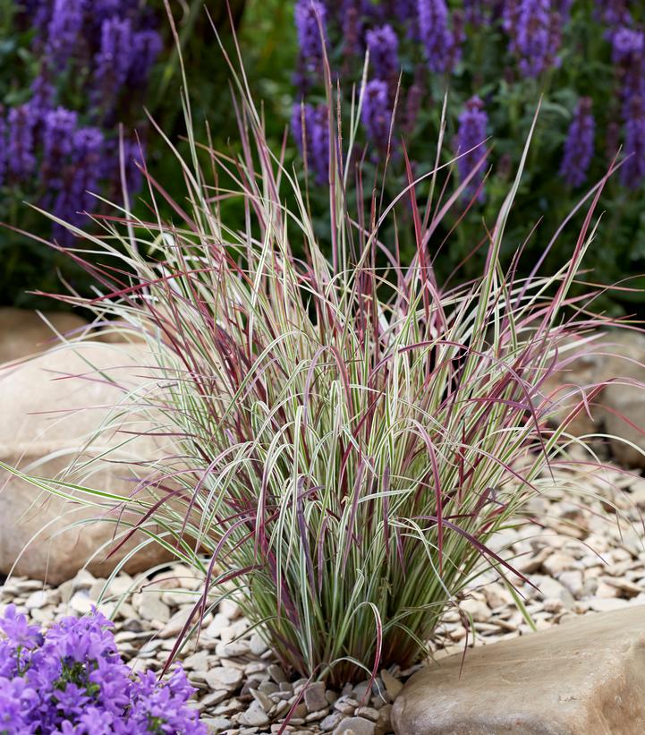 Image Credit: Concept Plants