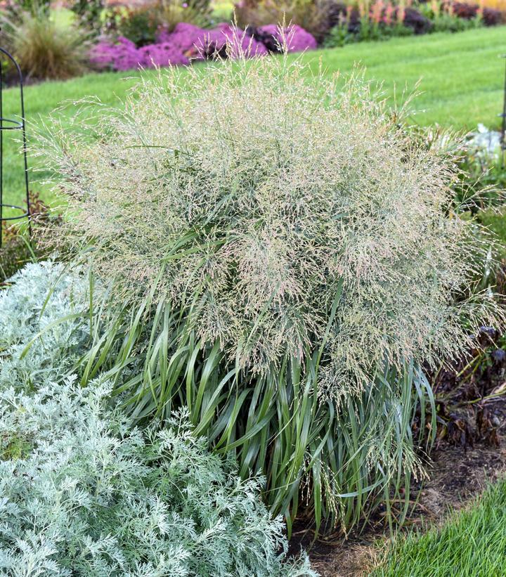 Image Credit: Walters Gardens