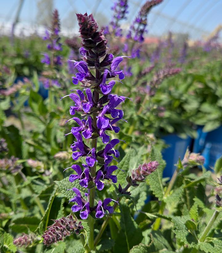 Image Credit: Prides Corner Farms