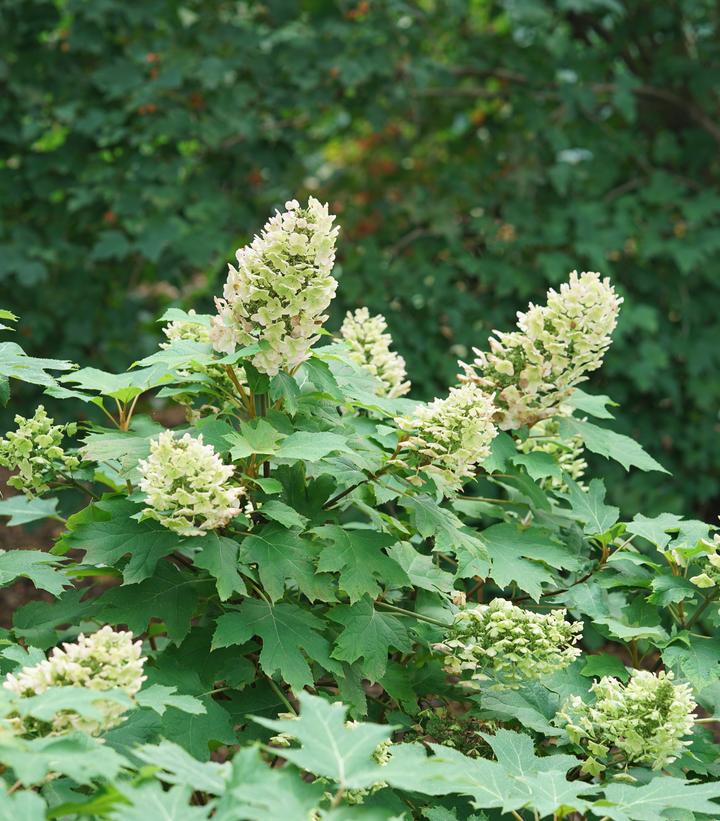 Image Credit: Spring Meadow Nursery