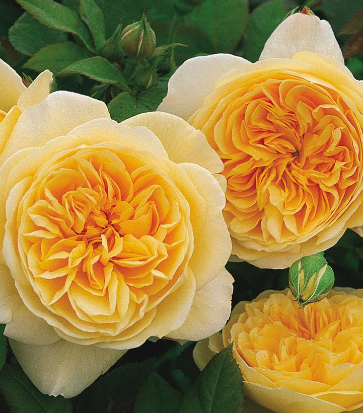 Image Credit: David Austin Roses