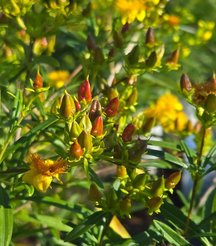 Image Credit: Prides Corner Farms