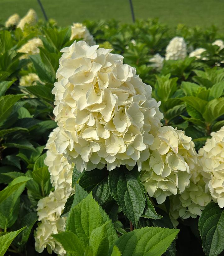 Image Credit: Prides Corner Farms