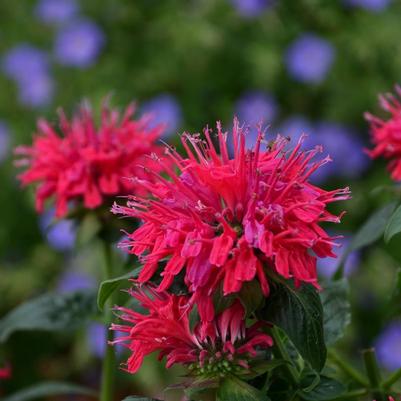 Monarda Sugar Buzz® Cherry Pops