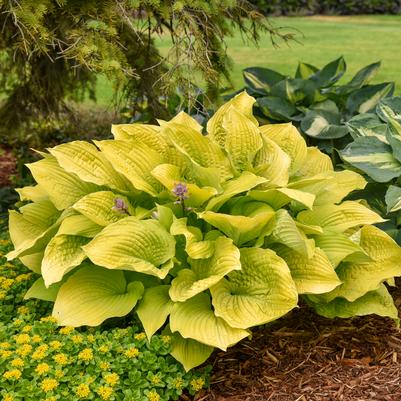 Hosta x Shadowland® Shadowland® 'Coast to Coast'