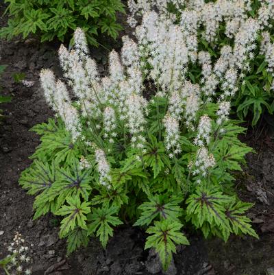 Tiarella x 'Cutting Edge'