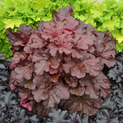 Heuchera hybrid Primo™ Primo® 'Mahogany Monster'