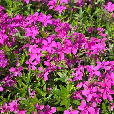 Phlox 'Magenta Sprite'