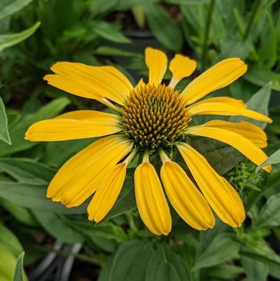 Echinacea x Color Coded® Yellow My Darling
